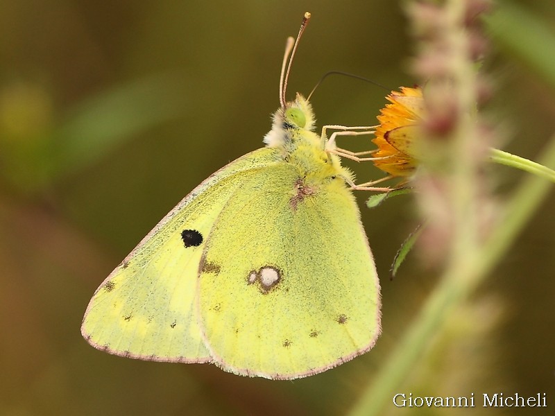 Colias...? Colias cfr. hyale, Pieridae